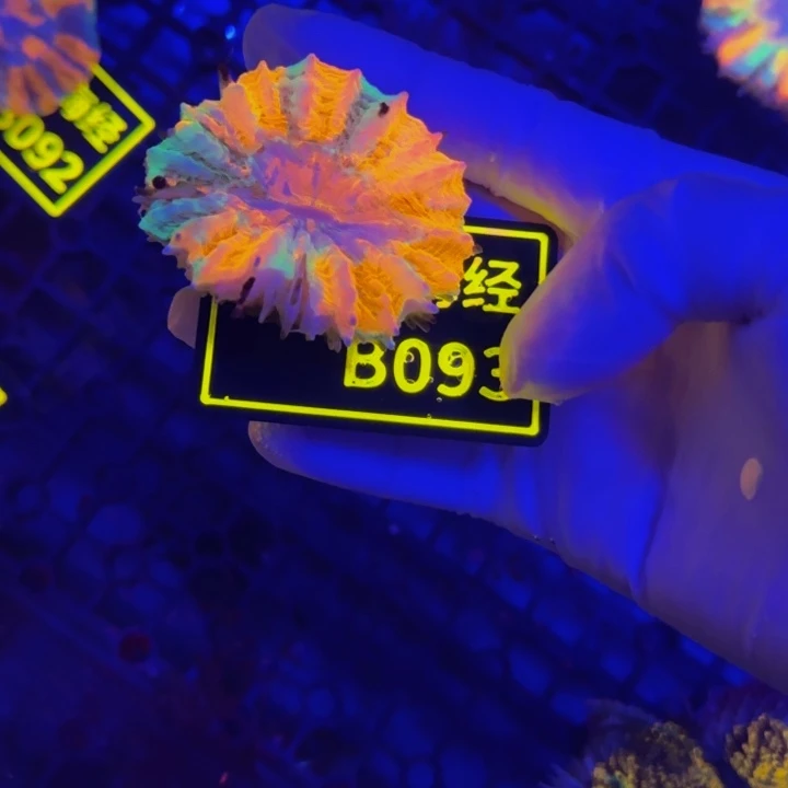 纽扣珊瑚灬****灬晓晓富士脑B093