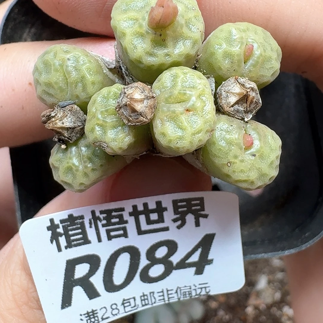 多肉植物的润泽地v