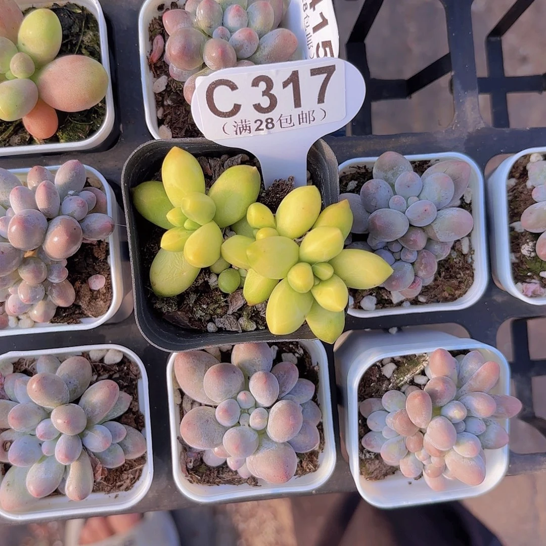 C317金龟子一物一拍