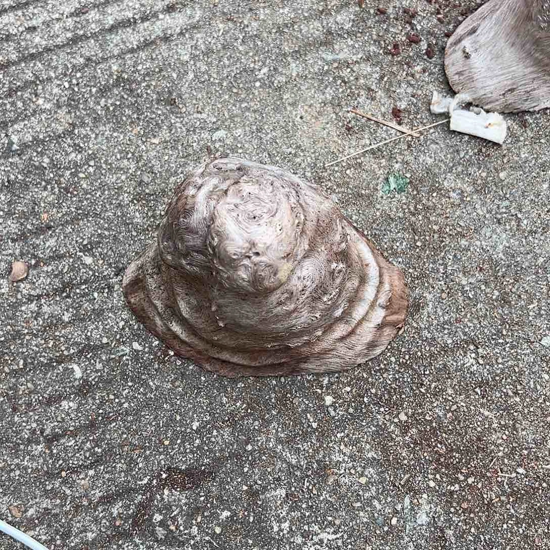 荔枝木々****々荔枝木毛料