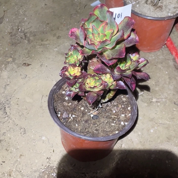 柠***檬法师植物魅影法师101