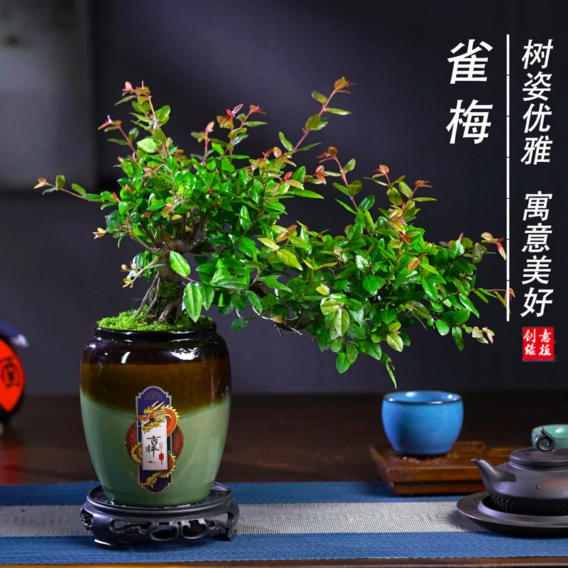 雀梅盆景老桩飘枝造型盆栽室内客厅阳台庭院绿植四季常青植物