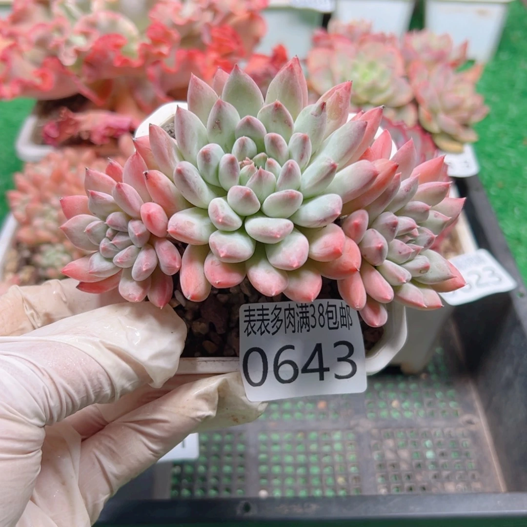 无花朵多肉一物＿拍植物0643