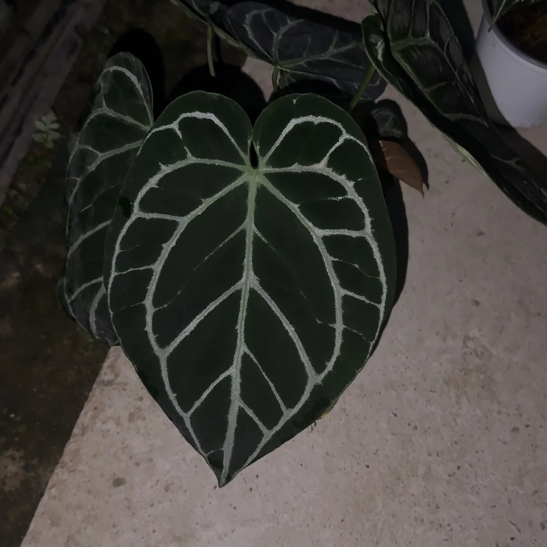 无花朵哥伦比亚黑水晶