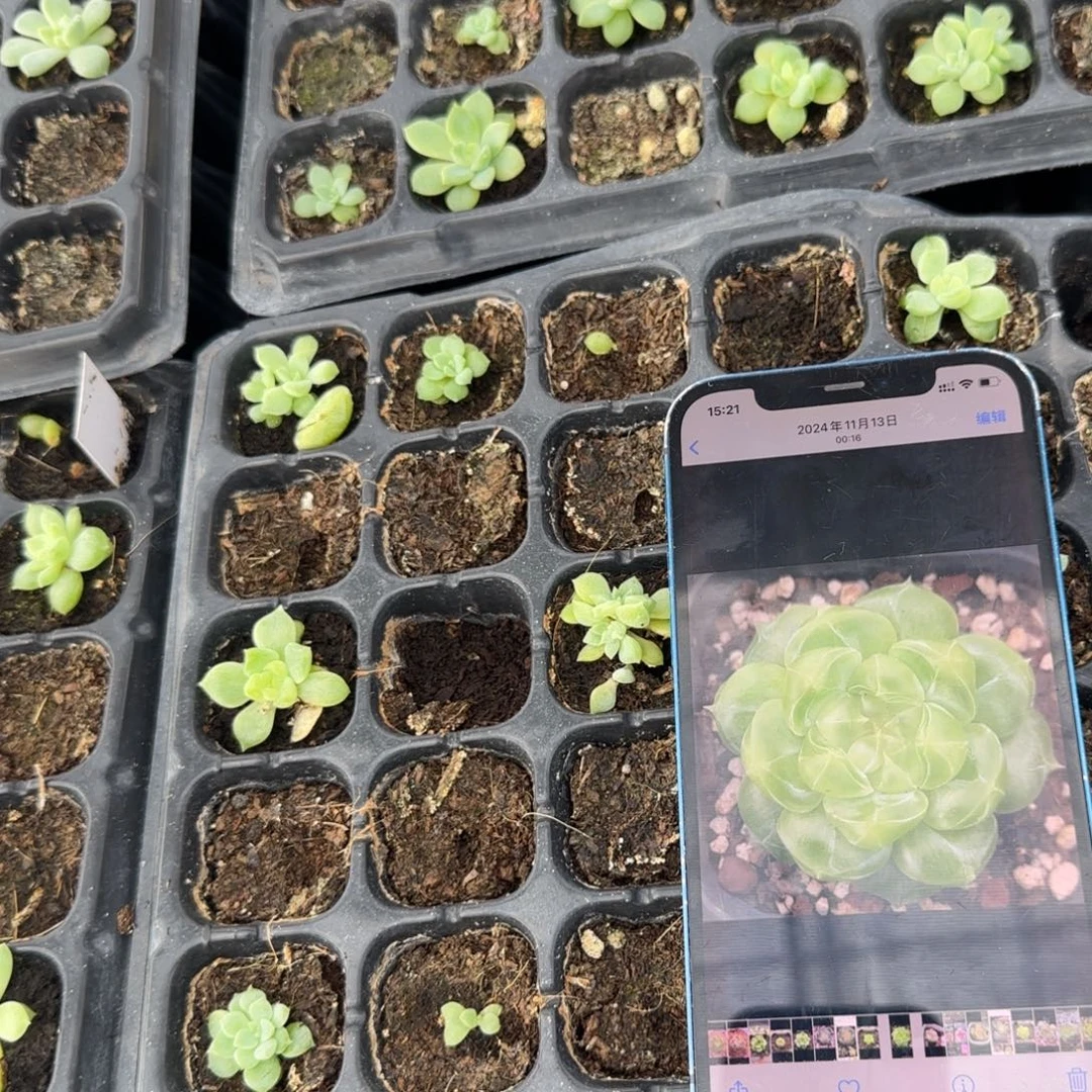 泼天中苗穴一个满25包邮