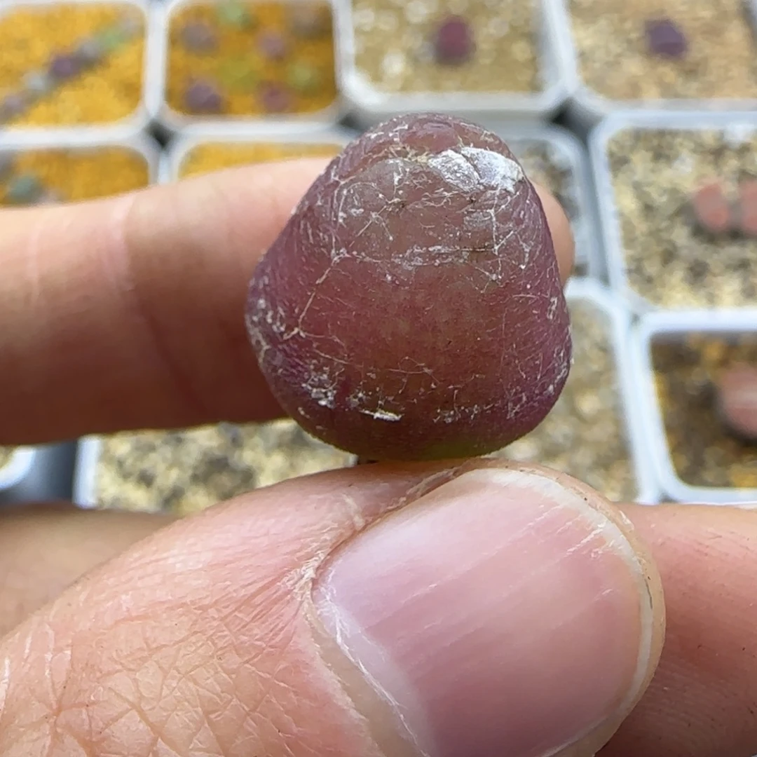 424肉锥清框福利30包邮