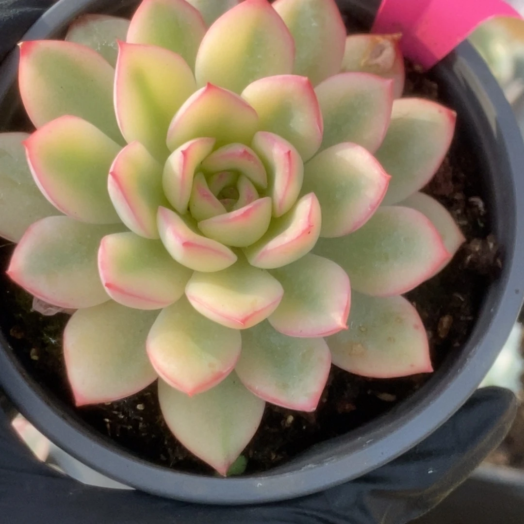 740雨燕座锦锦锦锦锦锦