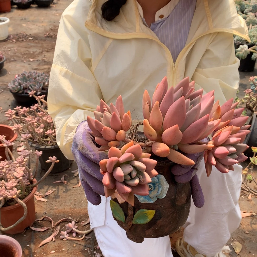 桃花源15 多肉植物