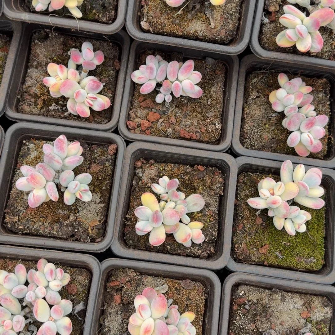 锦上园艺兵乓3头起