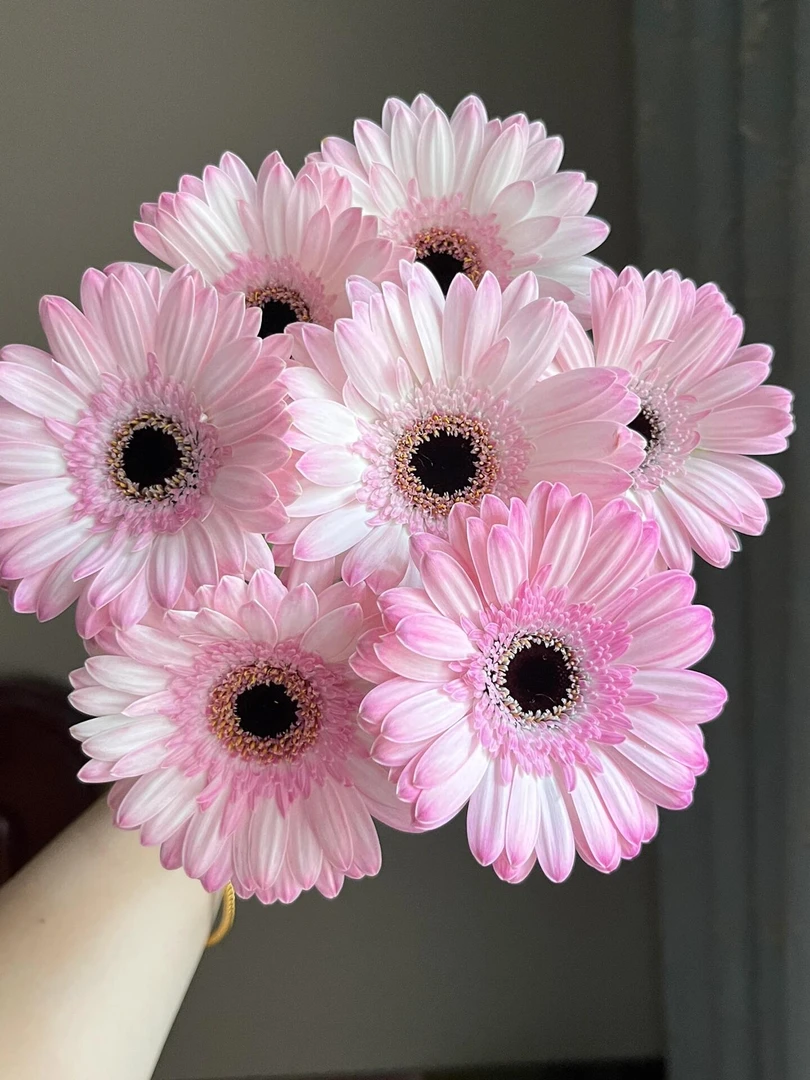 【源头一手价】冰清玉洁非洲菊10支云南基地鲜花 直发 家养水养