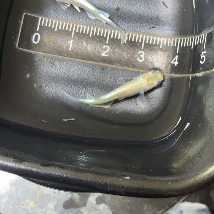 青鳉鱼54号拍品祖母绿