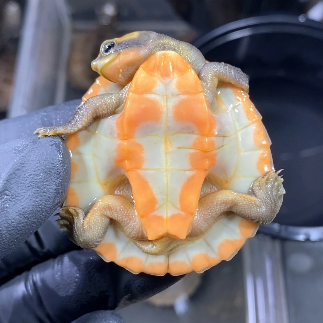 不分公母宠物龟圆奥侧颈龟