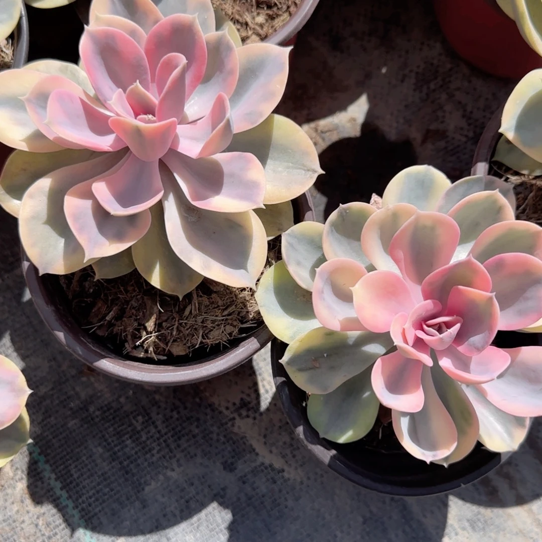 无花朵彩虹单头多肉植物