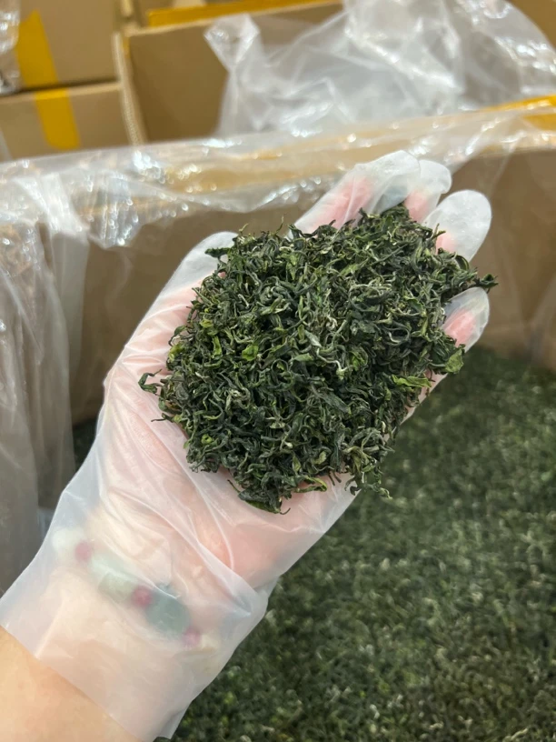 2025年新茶雨前茶英山云雾茶口粮茶高山茶