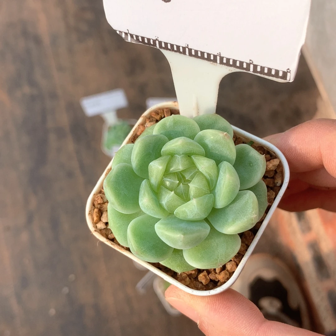 白心财富密码优选58包邮