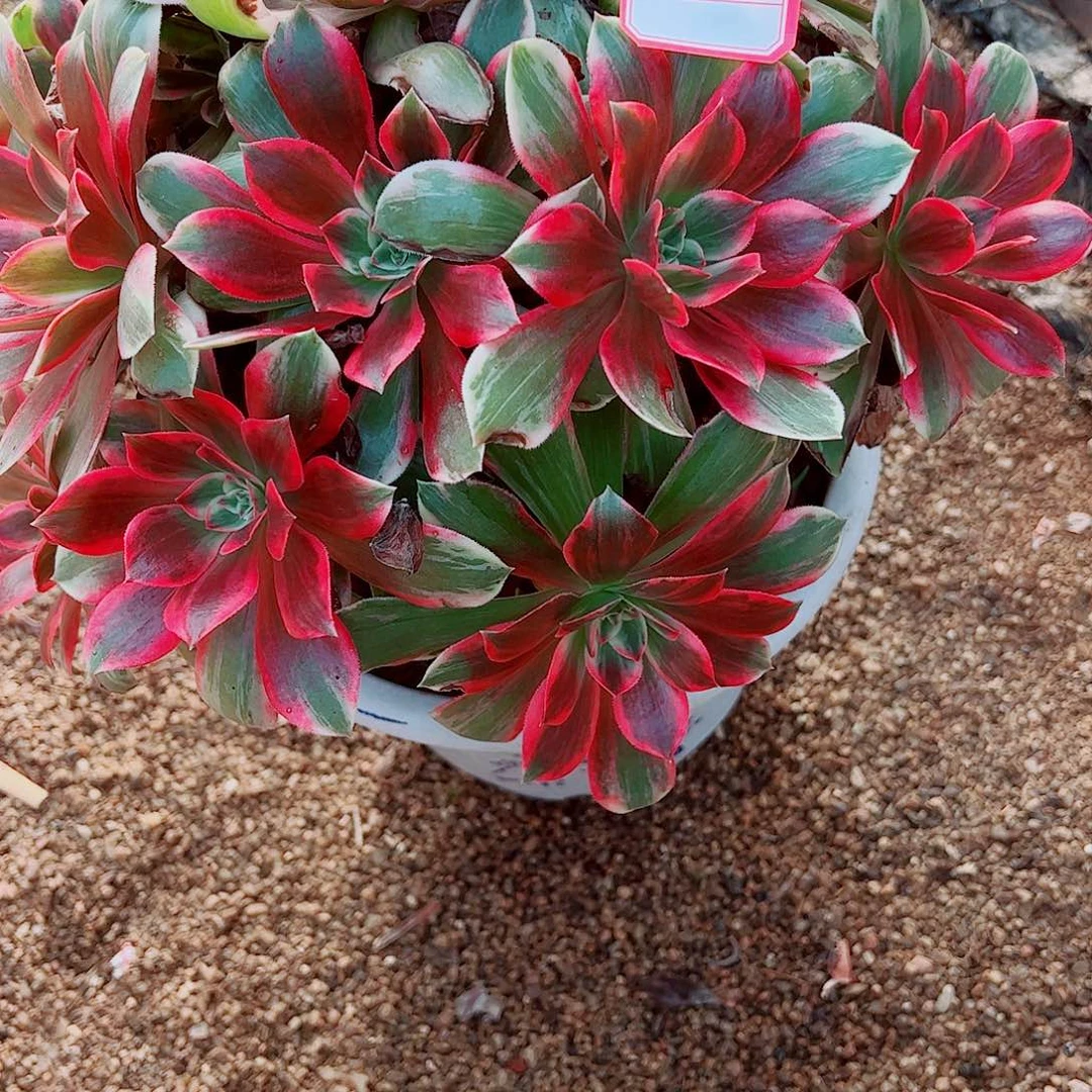 6多肉植物保护研究所