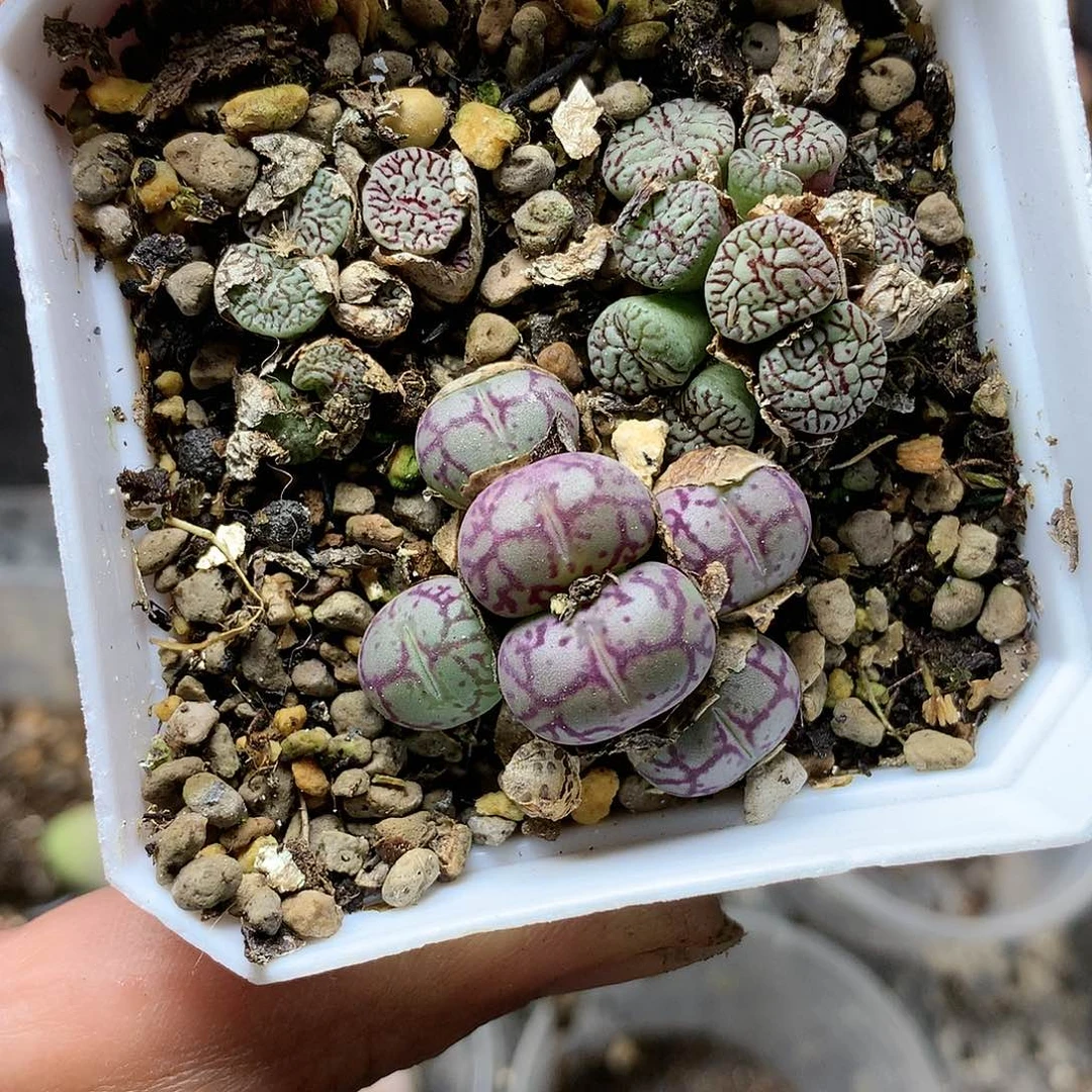 H160多肉植物保护