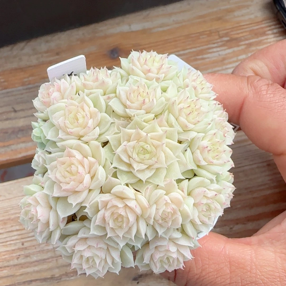 【闪购商品】0118-57（xpp-254）