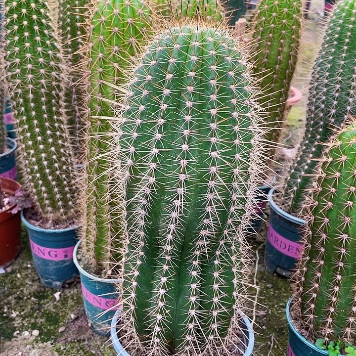 完全开放牛牛毛花柱