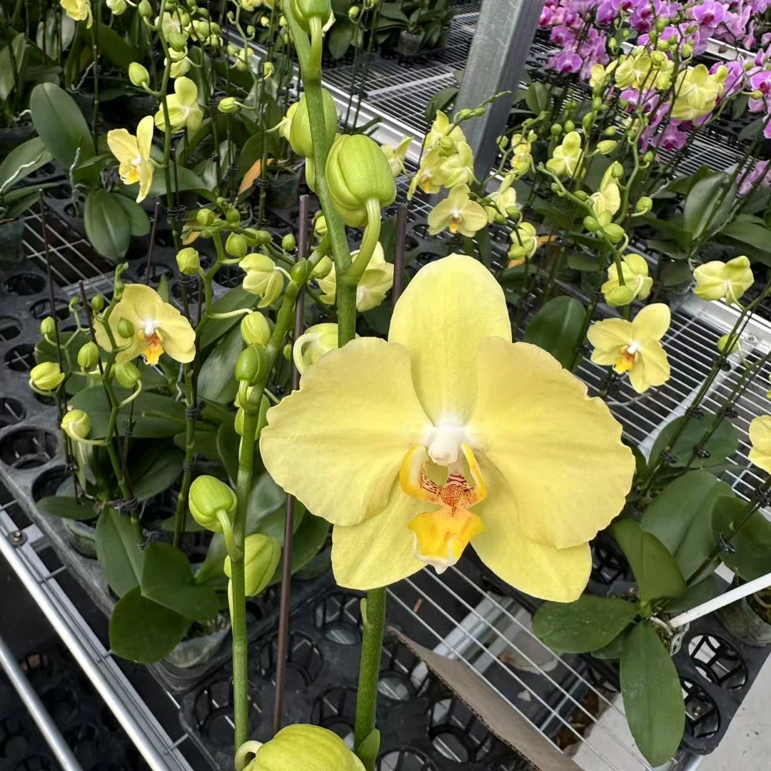 兰屿 LYSLAND【菲拉拉 3.0寸】蝴蝶兰鲜花盆栽