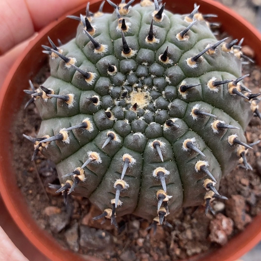 单刺短豪刺黑刺凤头