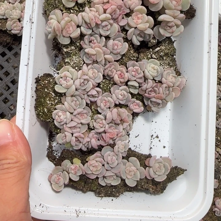 小***哇74王者系列多肉一盒