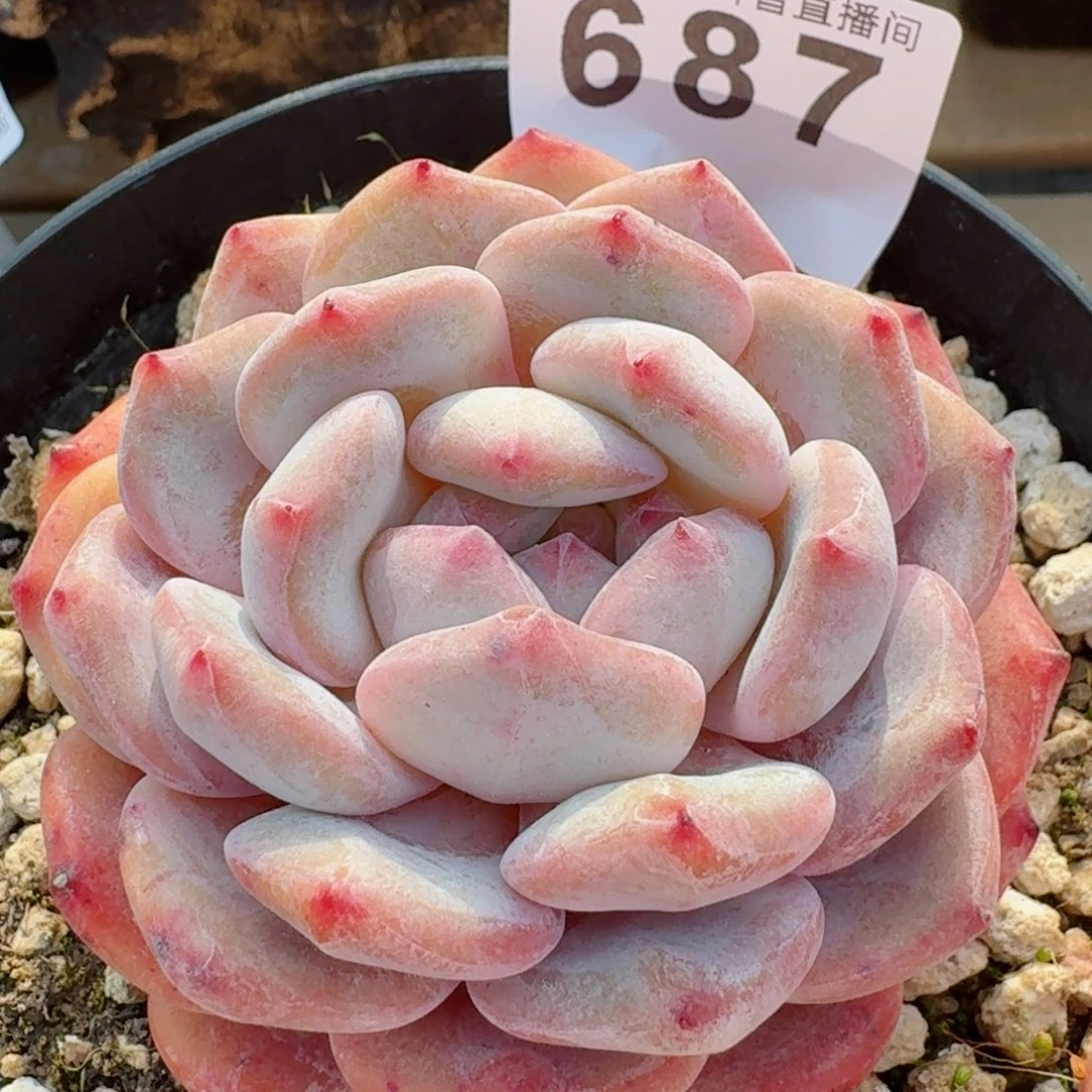 星影橙         精品多肉