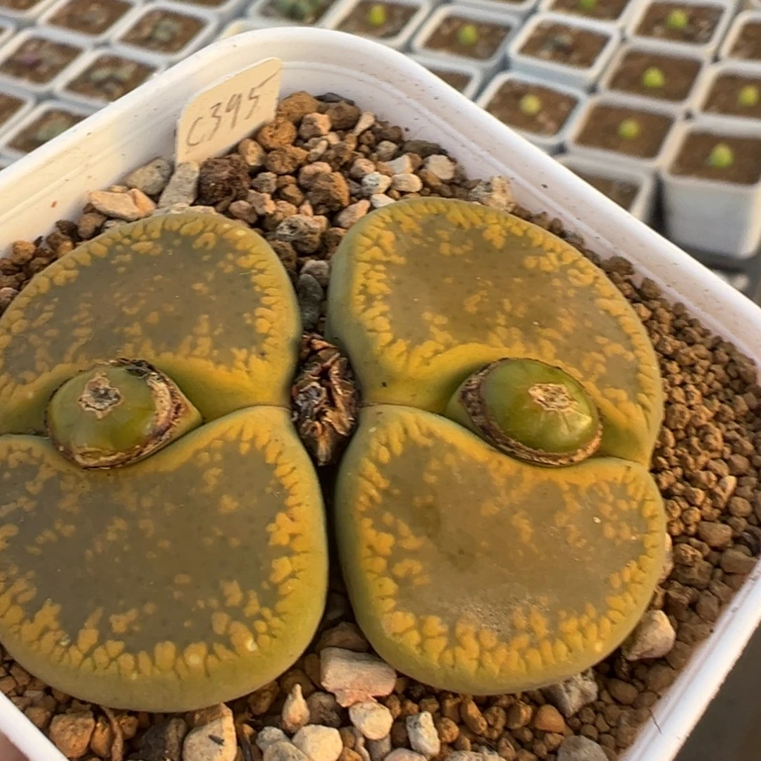 307多肉植物百科植物