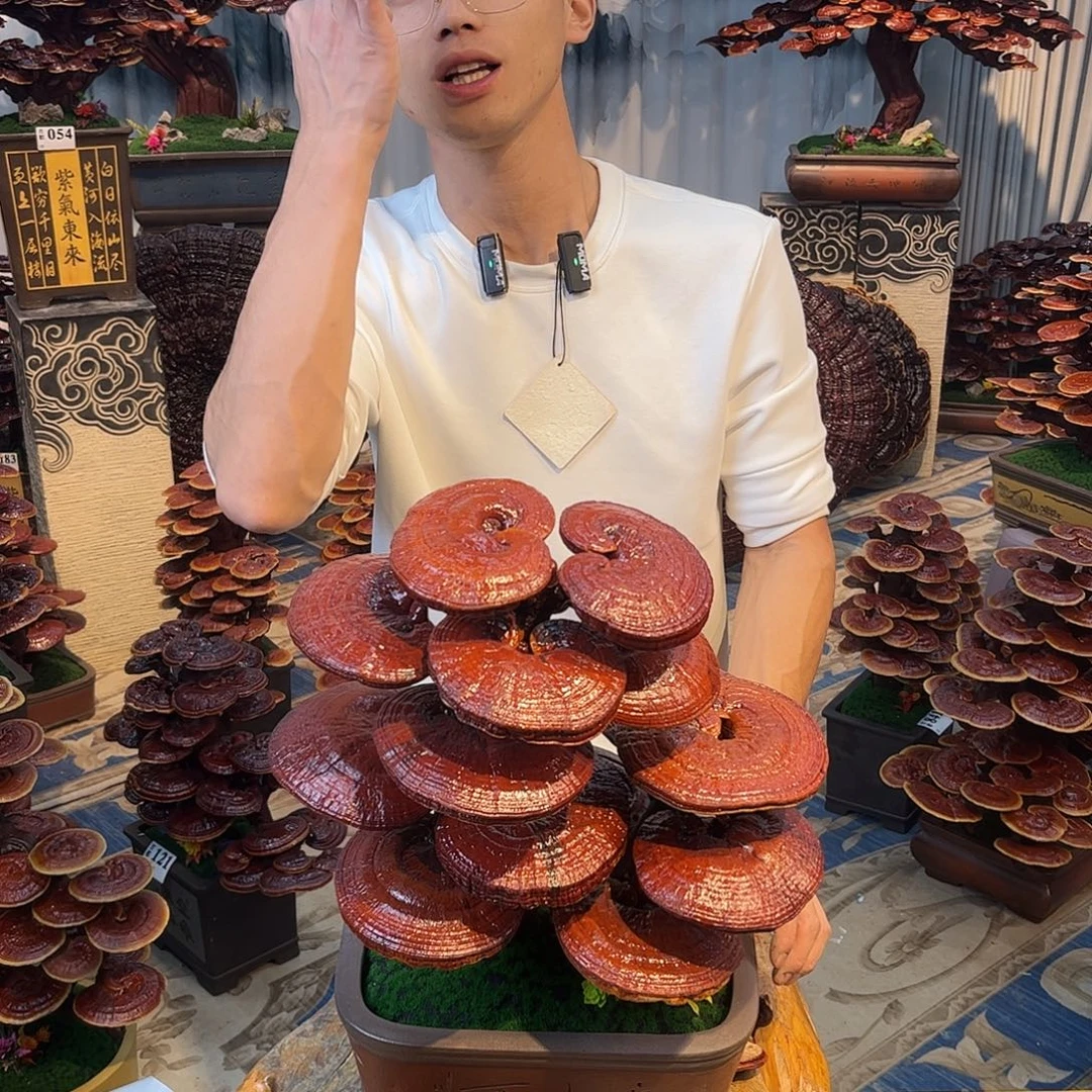 无花朵88888888888