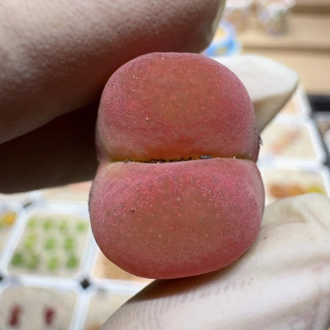 溪****0528-87肉锥肉锥