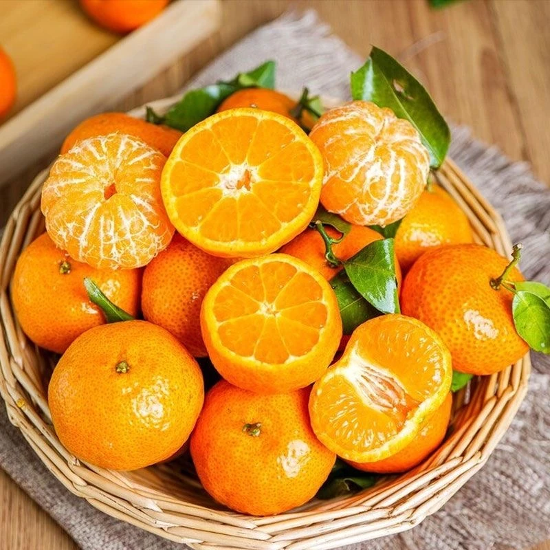 【无籽砂糖橘苗】正宗嫁接苗 皮薄多汁耐寒庭院阳台盆栽地栽果树苗