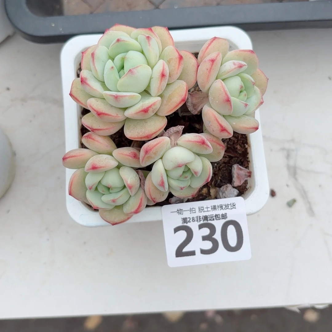 香草老桩无盆土发货