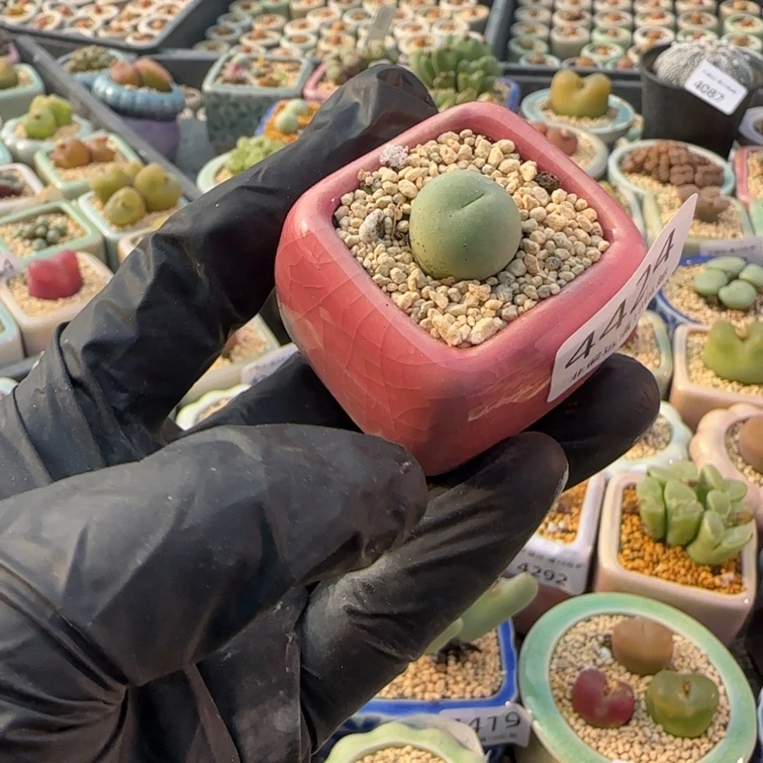 4424-一物一拍 带盆