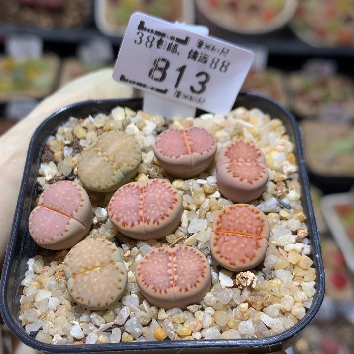 Sss精品生石花813