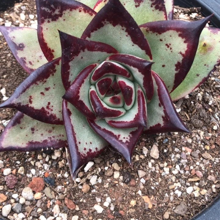 脸不周正基因优秀特0000000000019