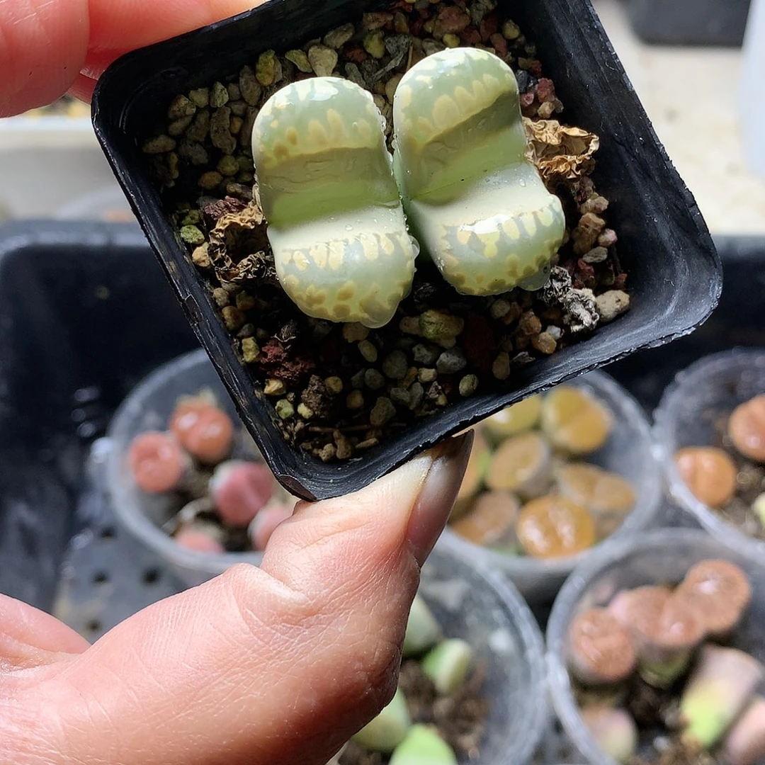 E27多肉植物保护研究所