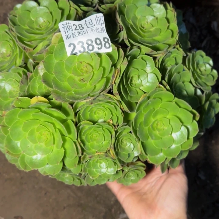 23898万拉丝多肉植物