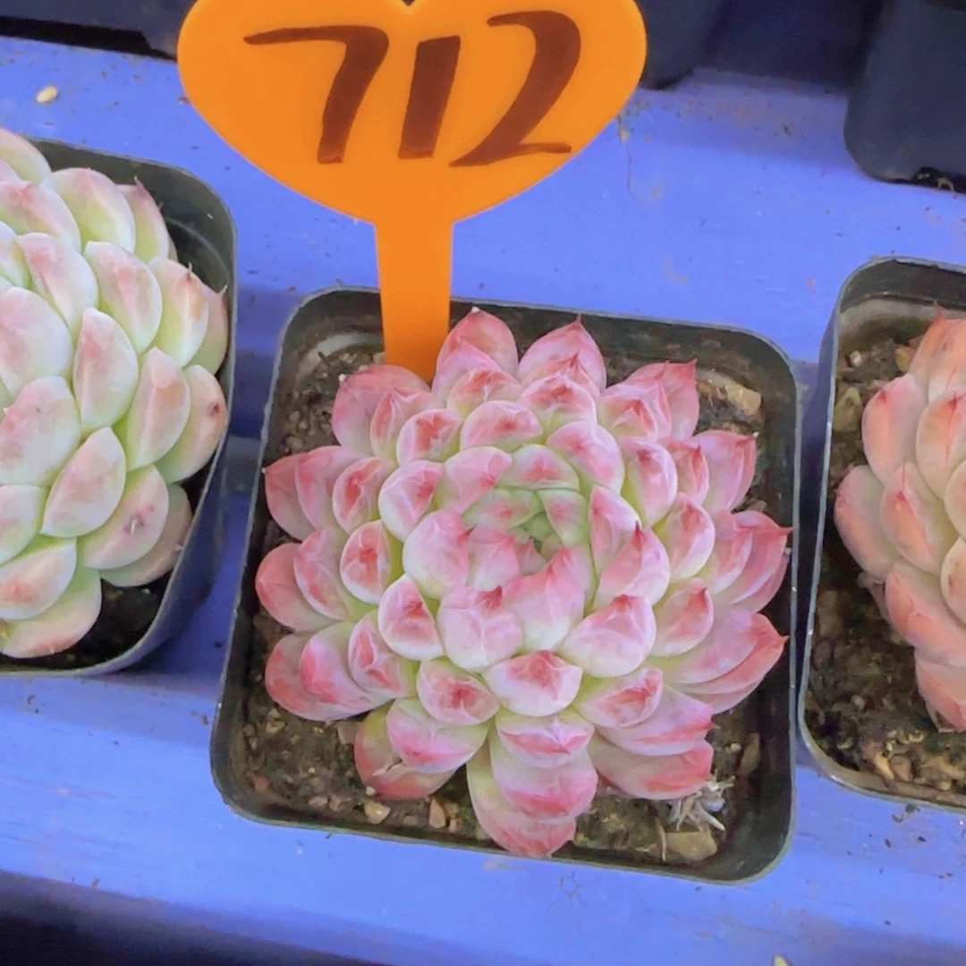 大**潘712多肉植物一物一拍