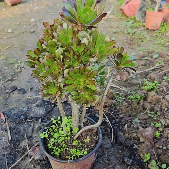 灰法师加急发货32