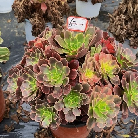 金丝雀捧花老桩627号