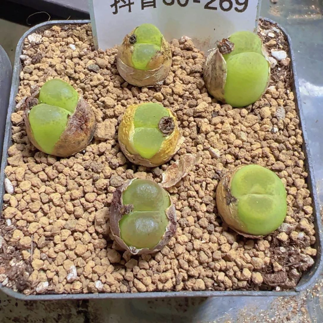 30-269量拍拉登杂一颗。多肉