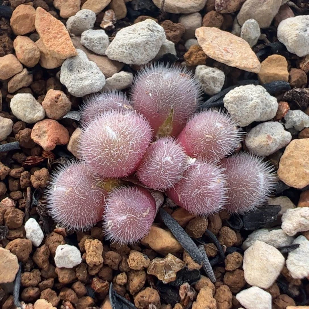 163多肉植物百科