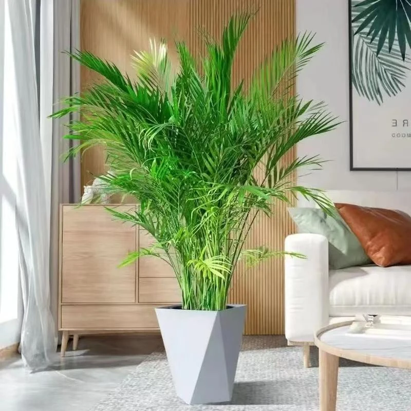 富贵椰子1m左右高度好看好养客厅办公室百搭落地大型盆栽