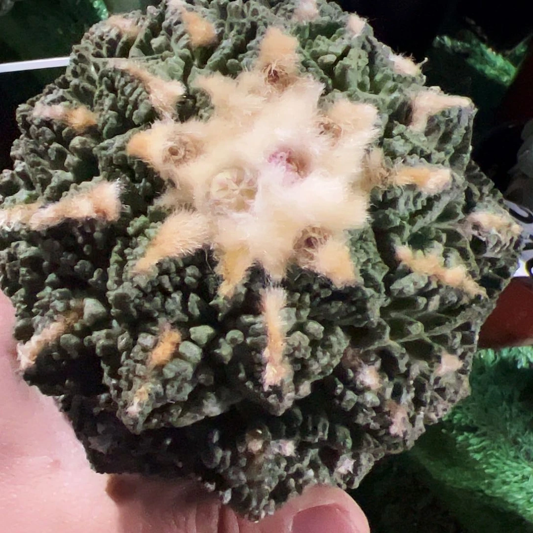罗****1隔尤龟甲牡丹仙人球867