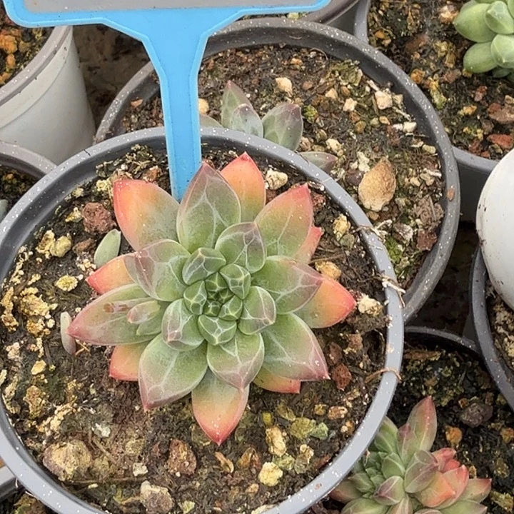 新品美人多肉植物020