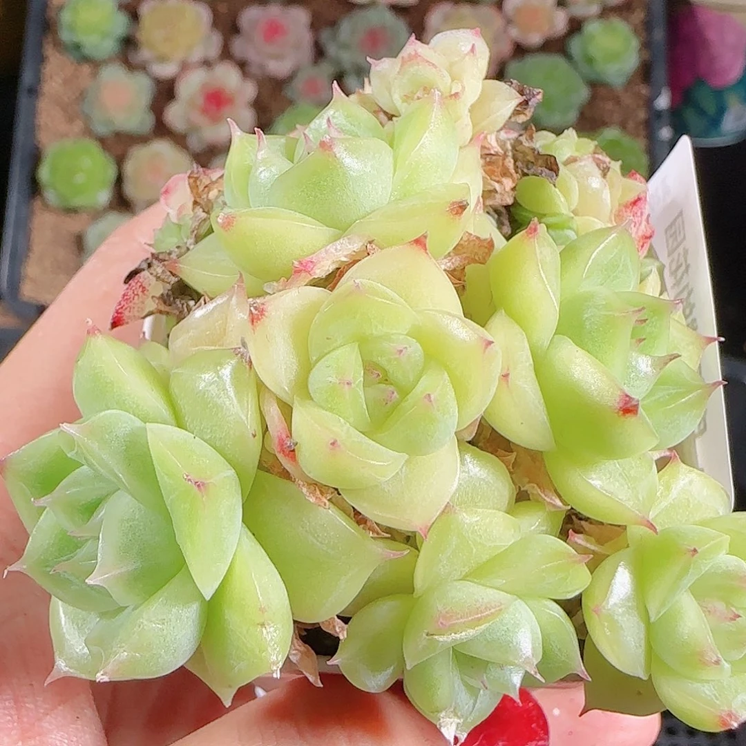 1025-100优选麦秆不包整