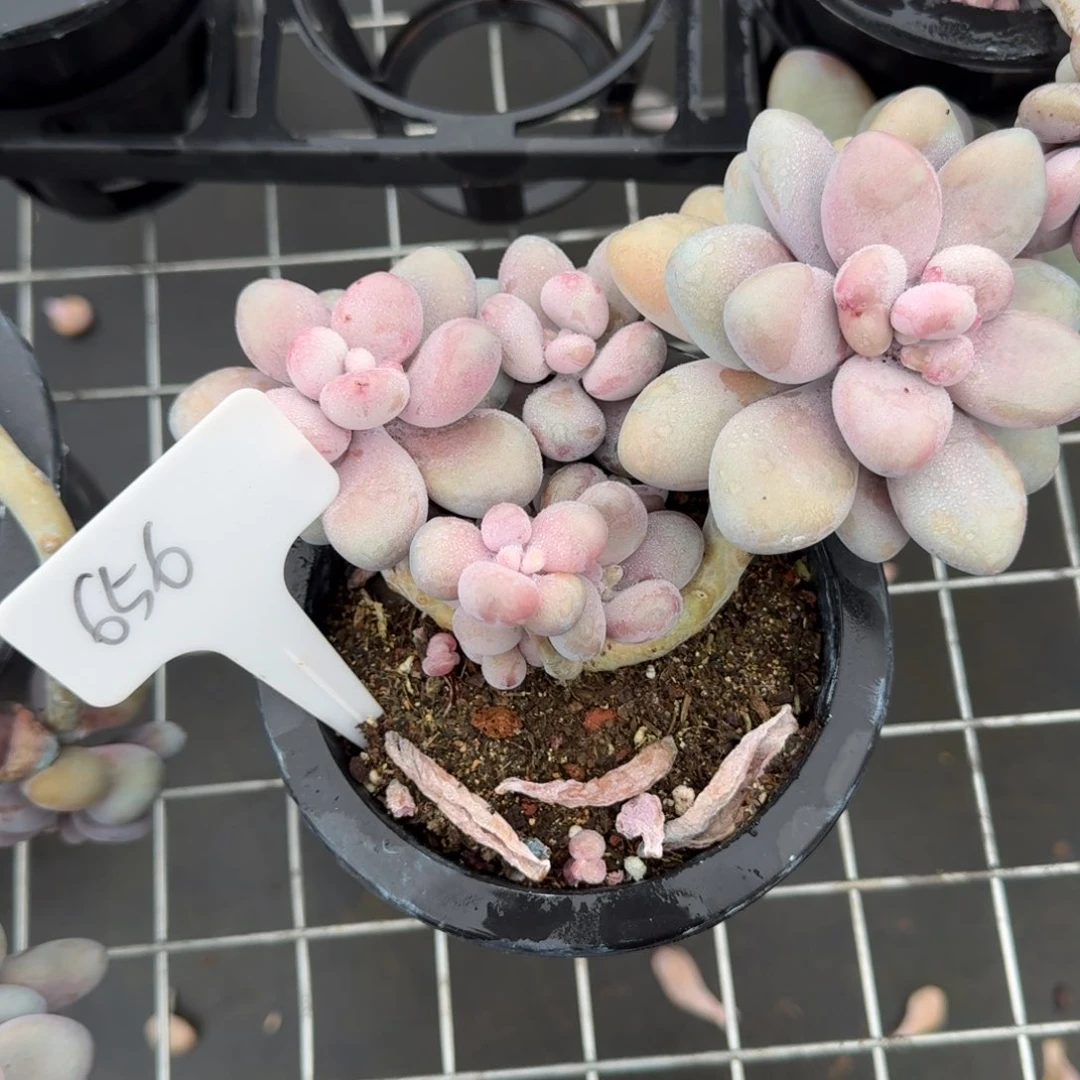 656桃蛋肉肉肉肉肉肉肉