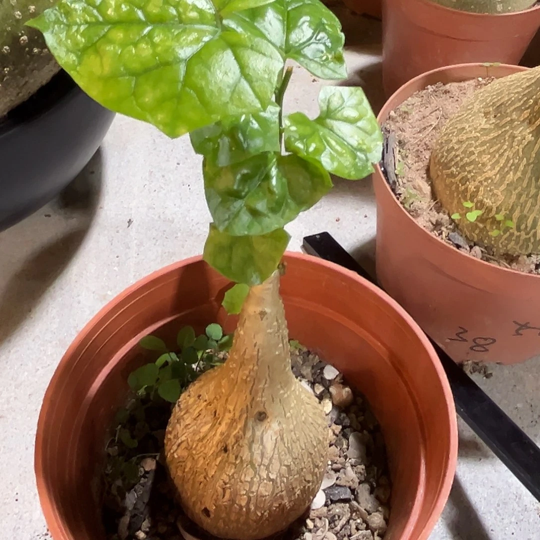 汤圆植物龟甲纹银叶睡布袋