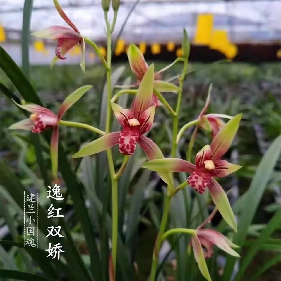 建兰小国魂逸红双娇四季开花浓香好养易活自家兰棚裸根发货