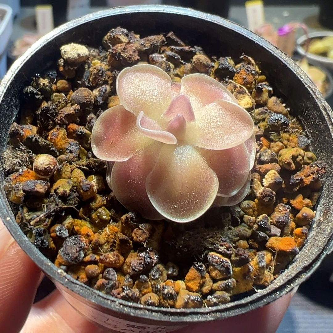 爱石捕虫堇脱土发